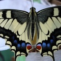 Schmetterlinge02.jpg