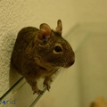 degus41.jpg